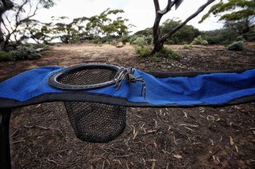 Kieran Rae Borderwalk Outback Australia Spider Huntsman Camping