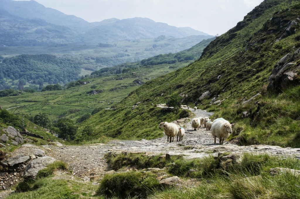 Kieran Rae Snowdon Snowdonia Wales Watkin Path Sheep